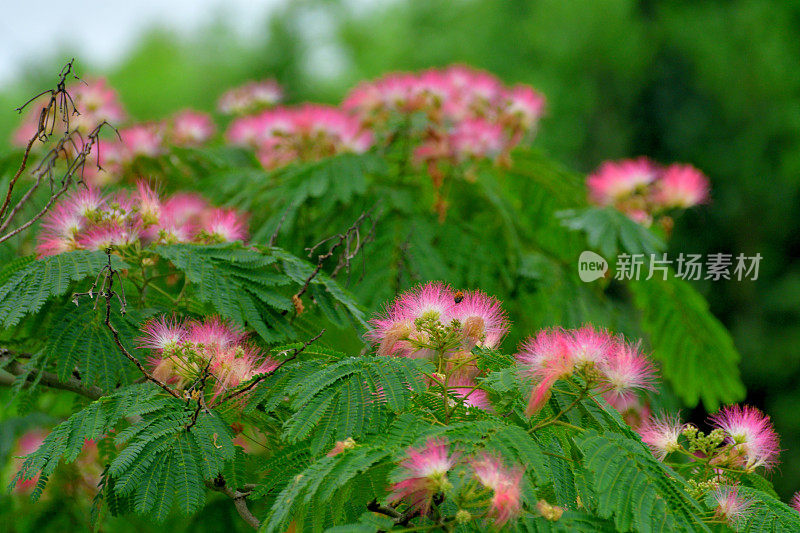 合欢/丝树花:蓬松，粉红色，粉扑花头